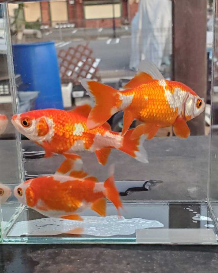 特別出品 上物個体 弥富産 更紗フナ尾和金 模様も紅も際も最高 横見 鑑賞しながら飼育を楽しめる上物の和金 金魚 売買されたオークション情報 Yahooの商品情報をアーカイブ公開 オークファン Aucfan Com