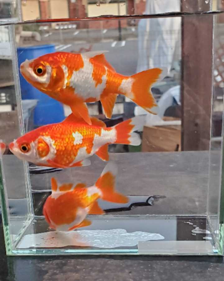 特別出品 上物個体 弥富産 更紗フナ尾和金 模様も紅も際も最高 横見 鑑賞しながら飼育を楽しめる上物の和金 金魚 売買されたオークション情報 Yahooの商品情報をアーカイブ公開 オークファン Aucfan Com