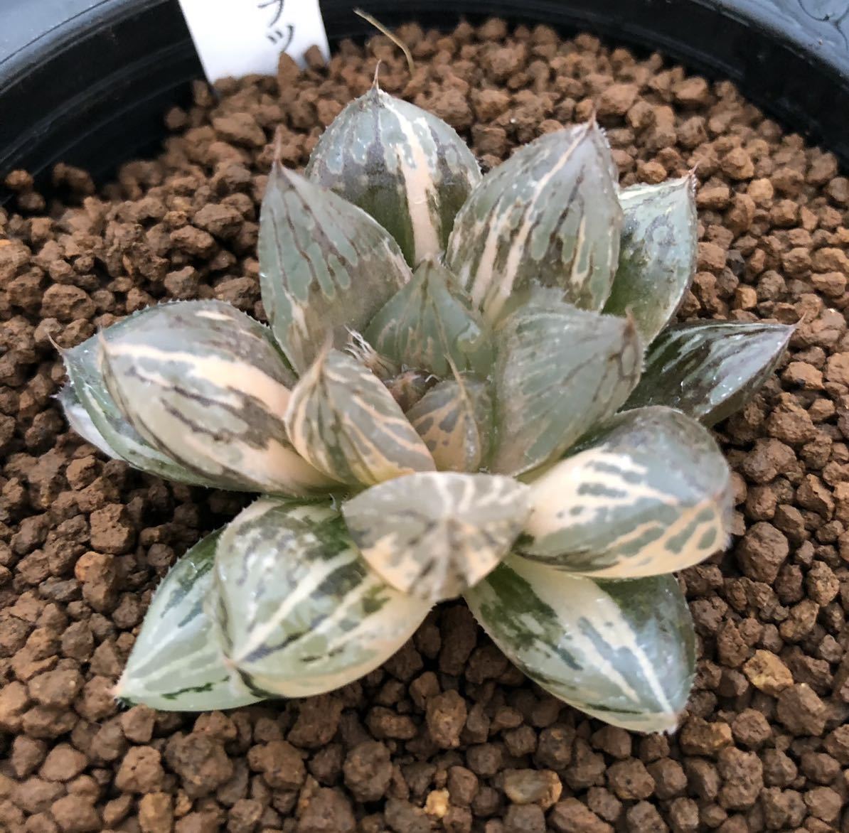 ≧∇≦)多肉植物 ハオルチア オブツーサ錦 朝焼け カキ仔 ≧∇≦)多肉植物 ハオルチア オブツーサ錦 朝焼け カキ仔