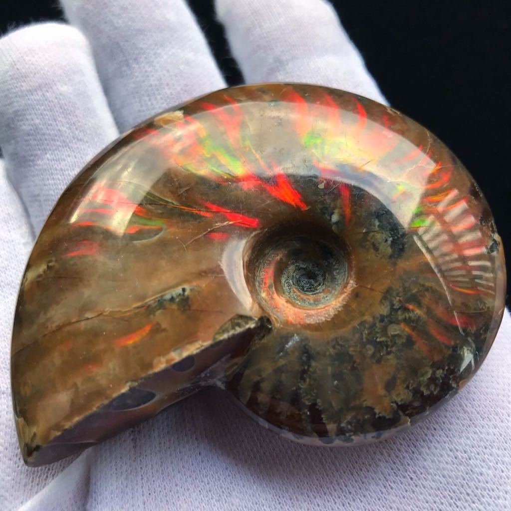 綺麗なオパール化 アンモナイト化石 97g多彩な発色が特徴的な虹色の遊