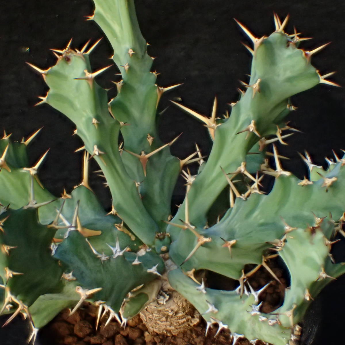 卓上手乗りサイズ 良型 Euphorbia clavigera 活着済み ねじれる肉厚葉 発根済 /多肉植物サボテン_3