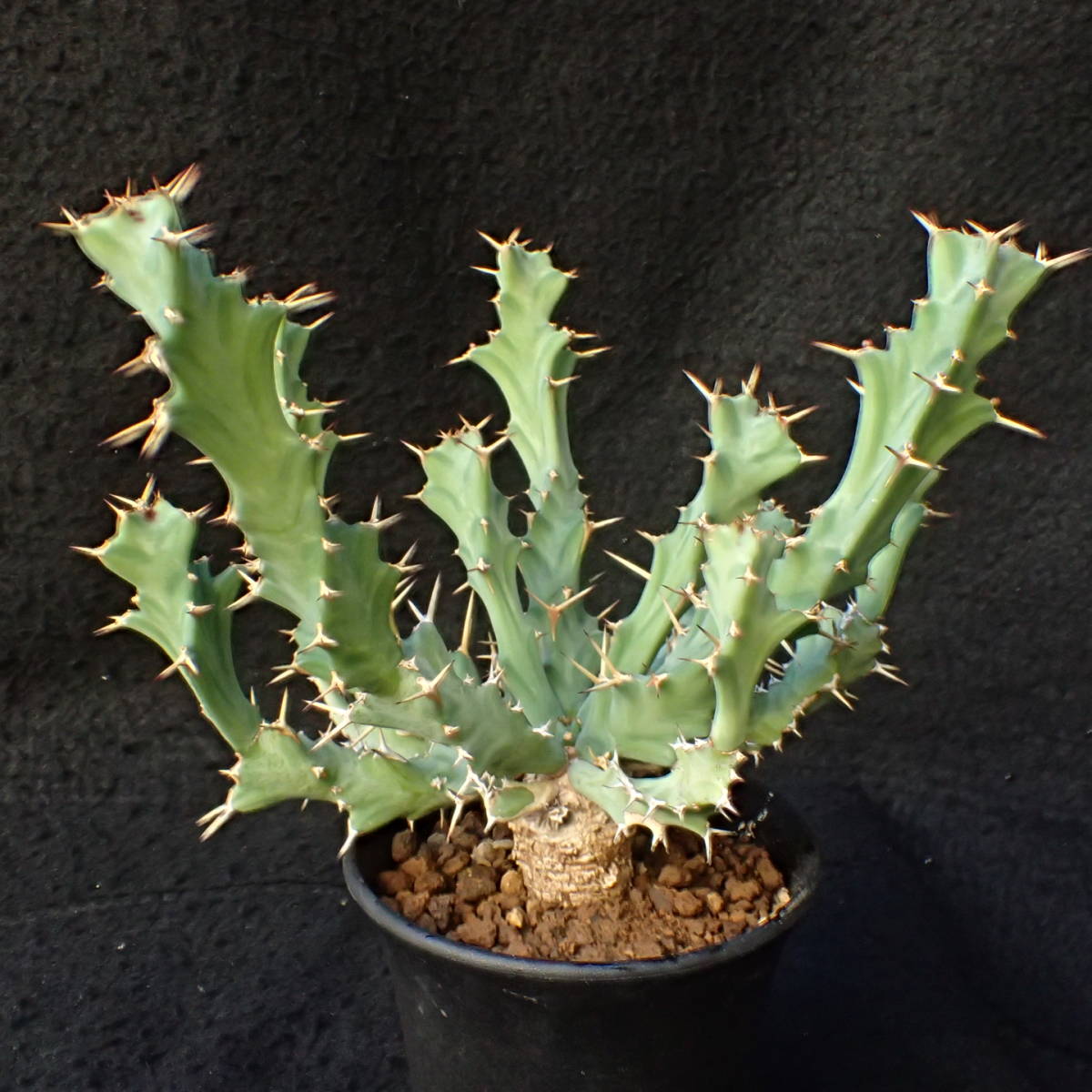 卓上手乗りサイズ 良型 Euphorbia clavigera 活着済み ねじれる肉厚葉 発根済 /多肉植物サボテン_4
