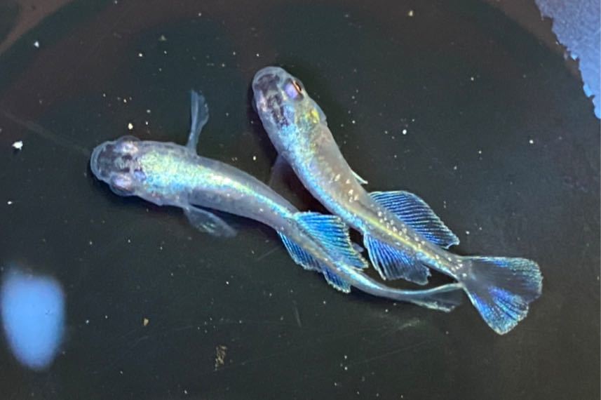幻闘メダカ 現物販売 ドラゴンブルー1ペア 鰭がすごく綺麗 若魚 めちゃくちゃ綺麗 めだか 売買されたオークション情報 Yahooの商品情報をアーカイブ公開 オークファン Aucfan Com 幻闘メダカ 現物販売 ドラゴンブルー1ペア 鰭がすごく綺麗 若魚 めちゃくちゃ綺麗 めだか 売買されたオークション情報 Yahooの商品情報をアーカイブ公開 オークファン Aucfan Com