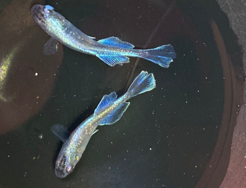 幻闘メダカ 現物販売 ドラゴンブルー1ペア 鰭がすごく綺麗 若魚 めちゃくちゃ綺麗 めだか 売買されたオークション情報 Yahooの商品情報をアーカイブ公開 オークファン Aucfan Com 幻闘メダカ 現物販売 ドラゴンブルー1ペア 鰭がすごく綺麗 若魚 めちゃくちゃ綺麗 めだか 売買されたオークション情報 Yahooの商品情報をアーカイブ公開 オークファン Aucfan Com