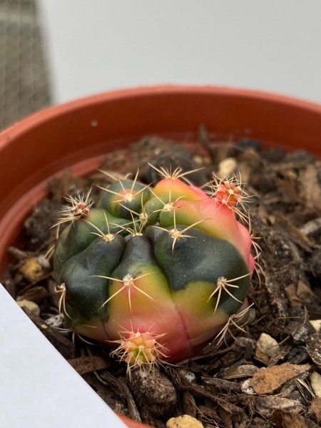 リ98 多肉植物 サボテン ギムノカリキウム ダムシー ツカボカエンセ錦 発根 色変化中 Gymnocalycium サボテン 売買されたオークション情報 Yahooの商品情報をアーカイブ公開 オークファン Aucfan Com
