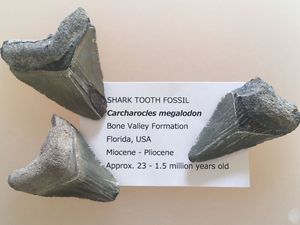 メガロドン 化石のヤフオク の相場 価格を見る ヤフオク のメガロドン 化石のオークション売買情報は14件が掲載されています