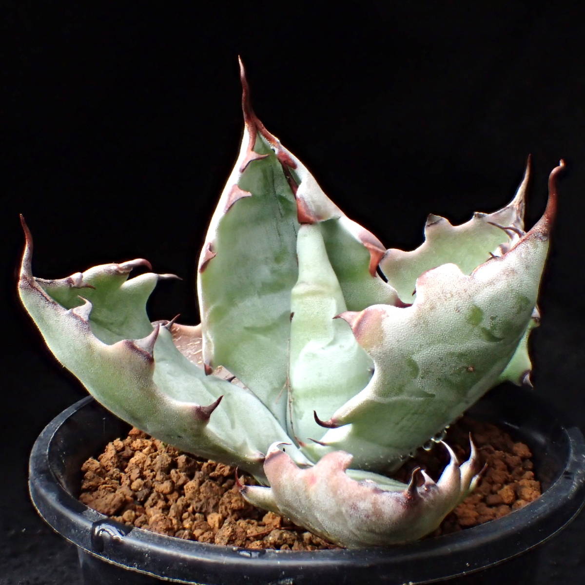 ゼブラ鮮明! 特美選抜 ゼブラコロラータ 真っ白葉にくっきり横縞 Agave colorata 白岳殿 / アガベ チタノタ チタノータ パキプス　塊根_1