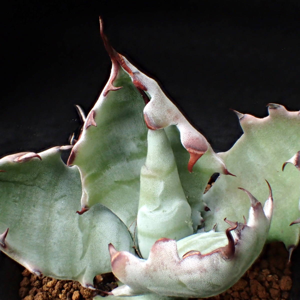 ゼブラ鮮明! 特美選抜 ゼブラコロラータ 真っ白葉にくっきり横縞 Agave colorata 白岳殿 / アガベ チタノタ チタノータ パキプス　塊根_4