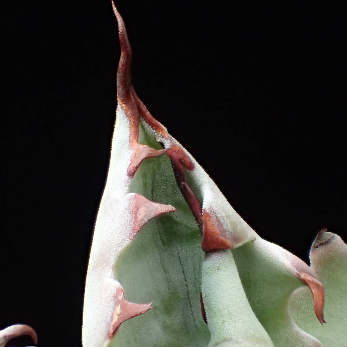 ゼブラ鮮明! 特美選抜 ゼブラコロラータ 真っ白葉にくっきり横縞 Agave colorata 白岳殿 / アガベ チタノタ チタノータ パキプス　塊根_5