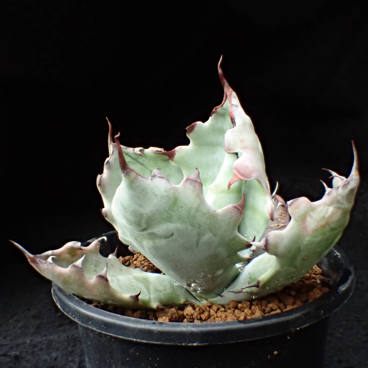 ゼブラ鮮明! 特美選抜 ゼブラコロラータ 真っ白葉にくっきり横縞 Agave colorata 白岳殿 / アガベ チタノタ チタノータ パキプス　塊根_6