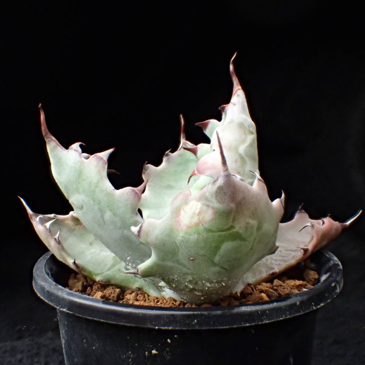ゼブラ鮮明! 特美選抜 ゼブラコロラータ 真っ白葉にくっきり横縞 Agave colorata 白岳殿 / アガベ チタノタ チタノータ パキプス　塊根_7