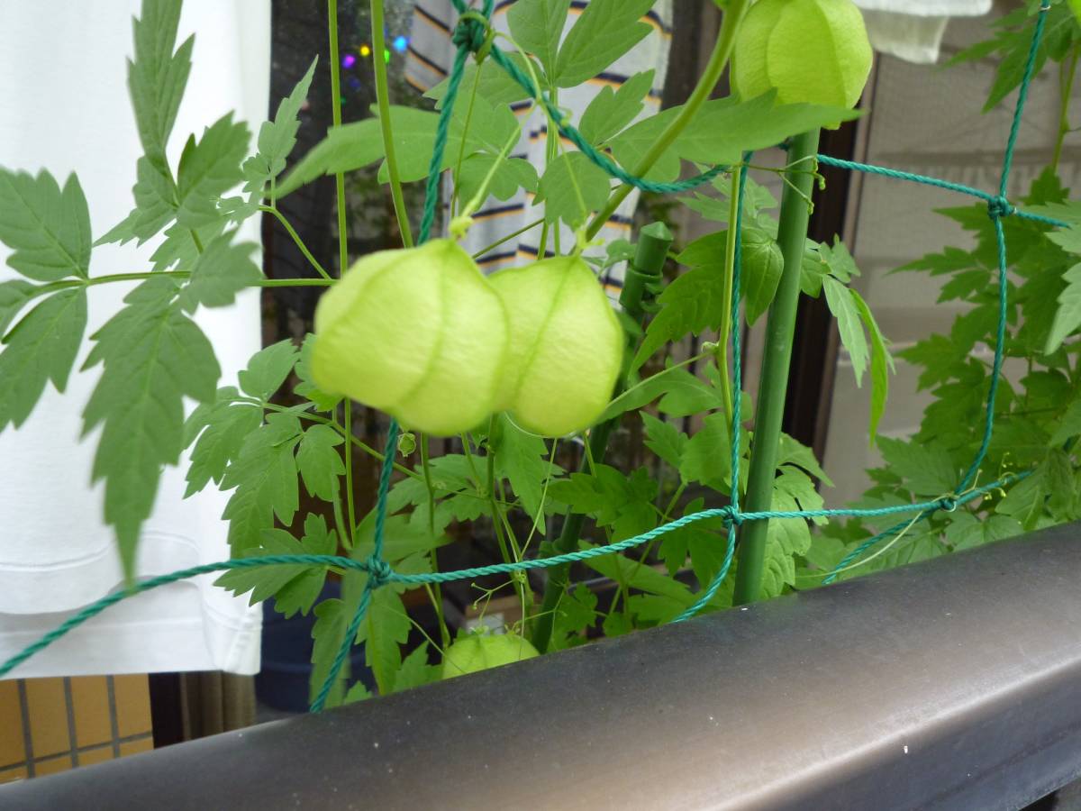 フウセンカズラの種 ５０粒 ふうせんかずら 緑のカーテン さるぼぼ ハンドメイド 風船蔓 種 売買されたオークション情報 Yahooの商品情報をアーカイブ公開 オークファン Aucfan Com