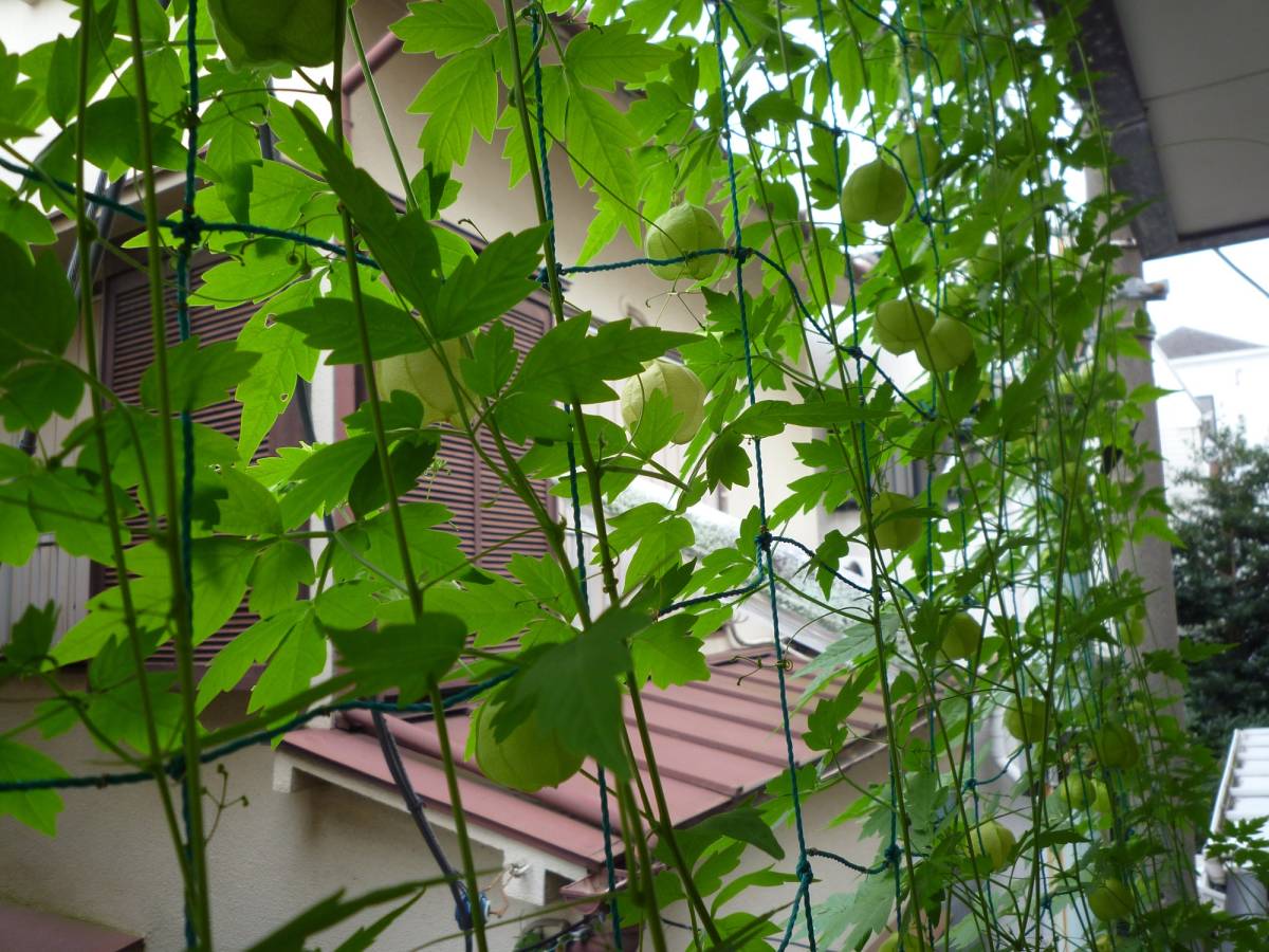 フウセンカズラの種 ５０粒 ふうせんかずら 緑のカーテン さるぼぼ ハンドメイド 風船蔓 種 売買されたオークション情報 Yahooの商品情報をアーカイブ公開 オークファン Aucfan Com