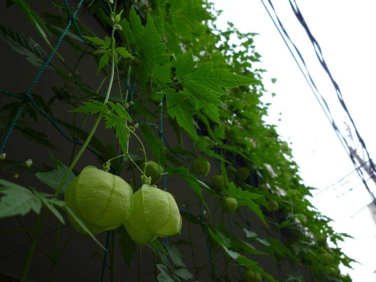 フウセンカズラの種 ５０粒 ふうせんかずら 緑のカーテン さるぼぼ ハンドメイド 風船蔓 種 売買されたオークション情報 Yahooの商品情報をアーカイブ公開 オークファン Aucfan Com