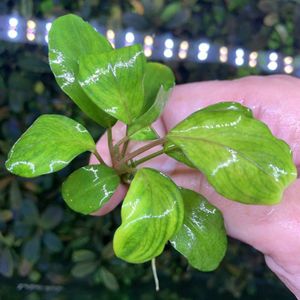 Bucephalandra ブセファランドラ sp sp. | エメラルド 完全水中葉 成長