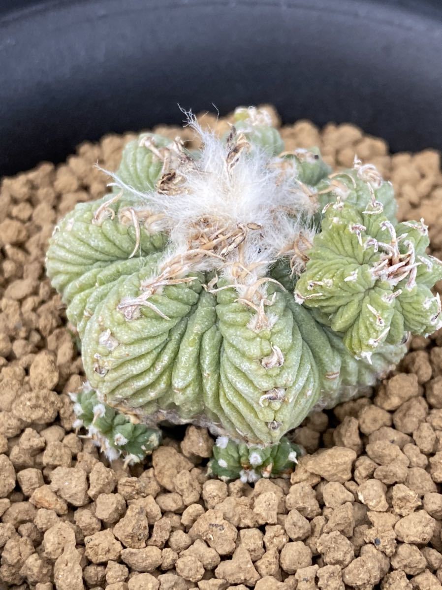 サボテン 多肉植物 819 花籠 実生 Aztekium Ritteri Seedlings サボテン 売買されたオークション情報 Yahooの商品情報をアーカイブ公開 オークファン Aucfan Com