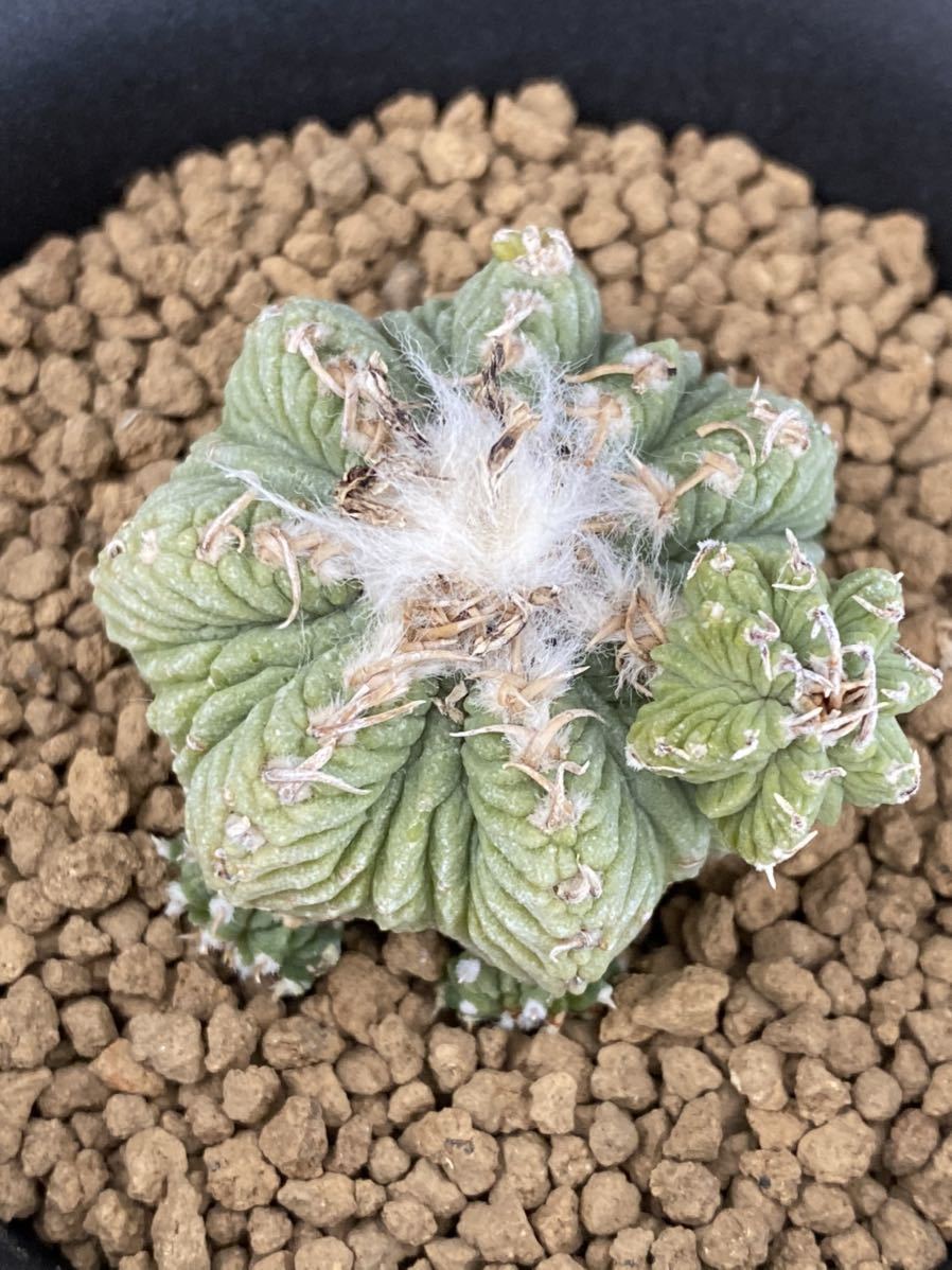 サボテン 多肉植物 819 花籠 実生 Aztekium Ritteri Seedlings サボテン 売買されたオークション情報 Yahooの商品情報をアーカイブ公開 オークファン Aucfan Com