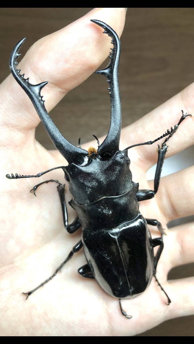 ギラファノコギリ ♂97.1mm ネグロス島_1