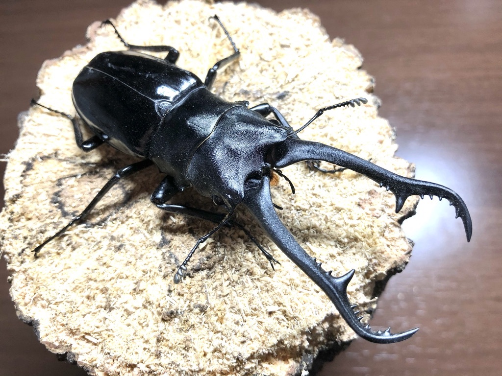 ギラファノコギリ ♂97.1mm ネグロス島_2