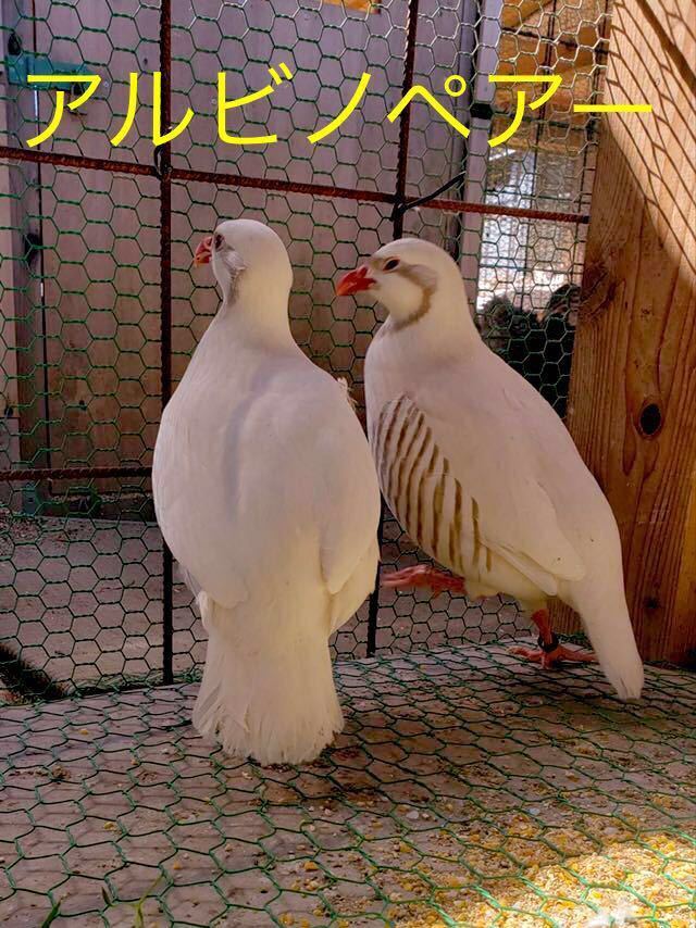 アルビノイワシャコ有精卵 3個