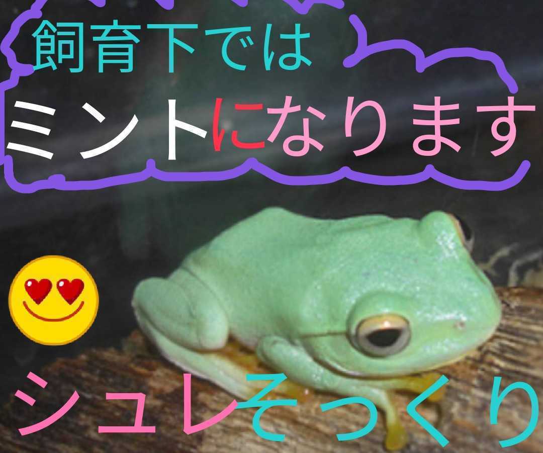 オキナワアオガエル５匹 お腹スケルトン ヤマアカガエル10匹 おたまじゃくし シュレーゲルアオガエル アカガエル好きの方にも カエル 売買されたオークション情報 Yahooの商品情報をアーカイブ公開 オークファン Aucfan Com