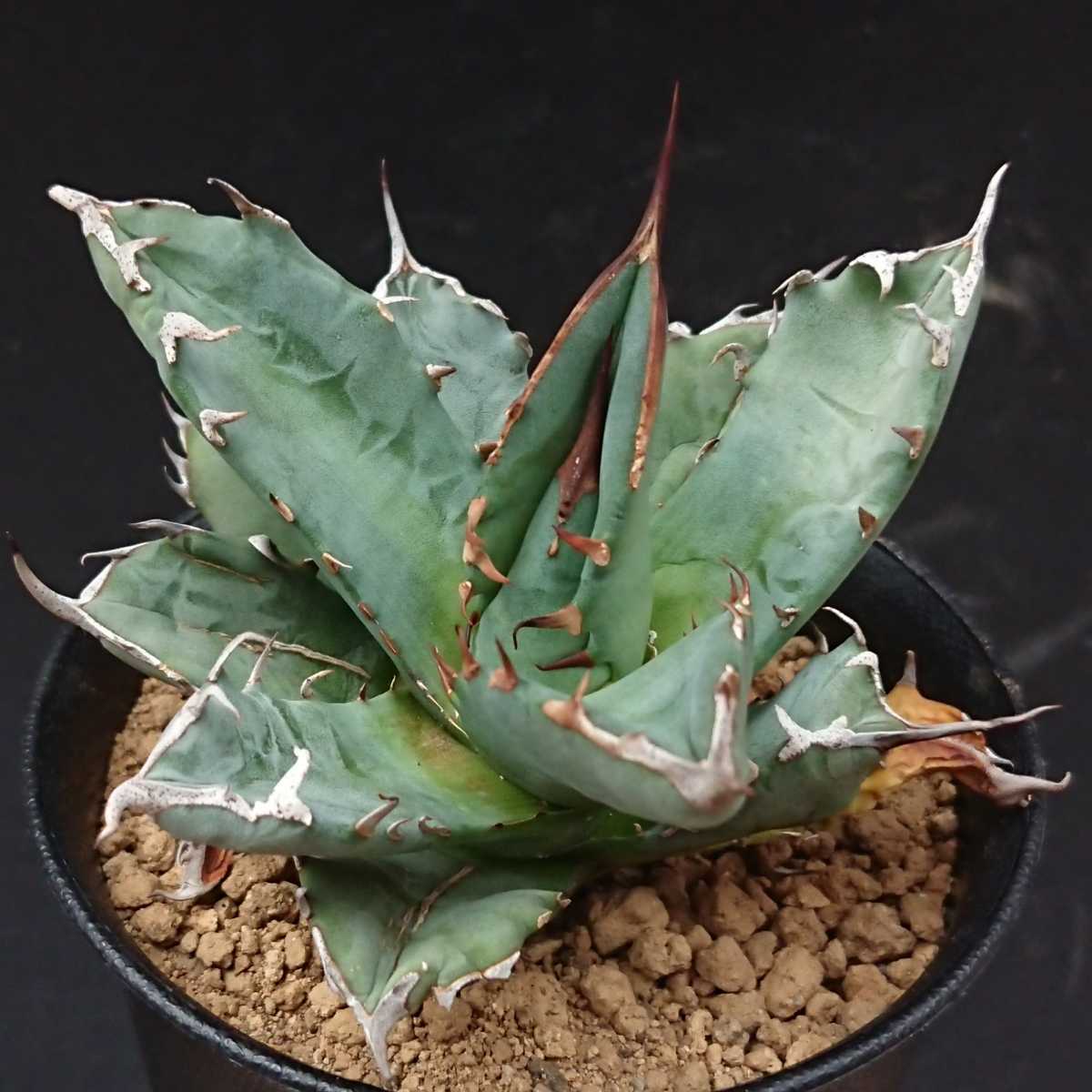 アガベ 姫厳竜 チタノタ 姫厳龍 | – ドワーフ titanota Agave 