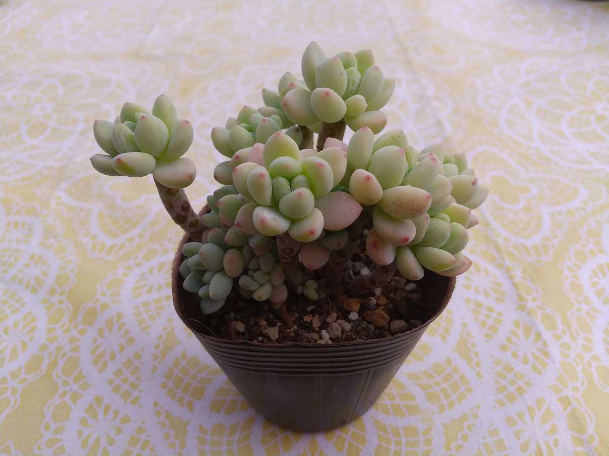 ちょっぴり大きめ ロッティ 群生 セダム 多肉植物 ポット苗 サボテン 売買されたオークション情報 Yahooの商品情報をアーカイブ公開 オークファン Aucfan Com ちょっぴり大きめ ロッティ 群生 セダム 多肉植物 ポット苗 サボテン 売買されたオークション情報 Yahooの商品情報をアーカイブ公開 オークファン Aucfan Com
