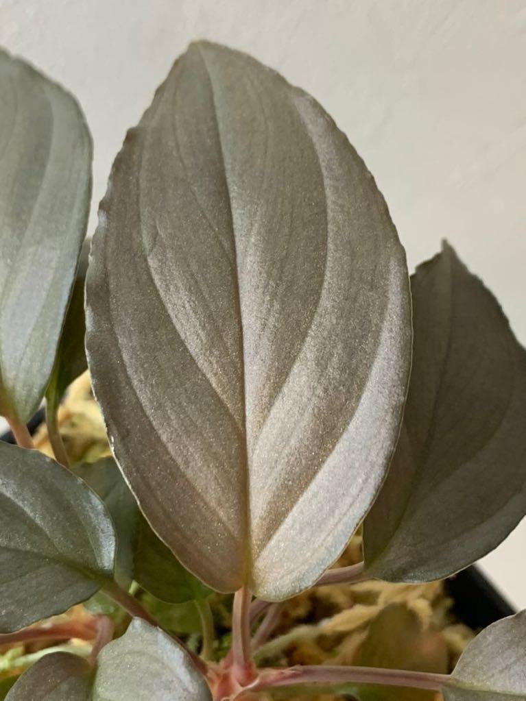◇Homalomena sp. ”Shirogane”SRR from Pulau Lingga HW1017-XX増殖株◆ホマロメナ◇熱帯植物◆