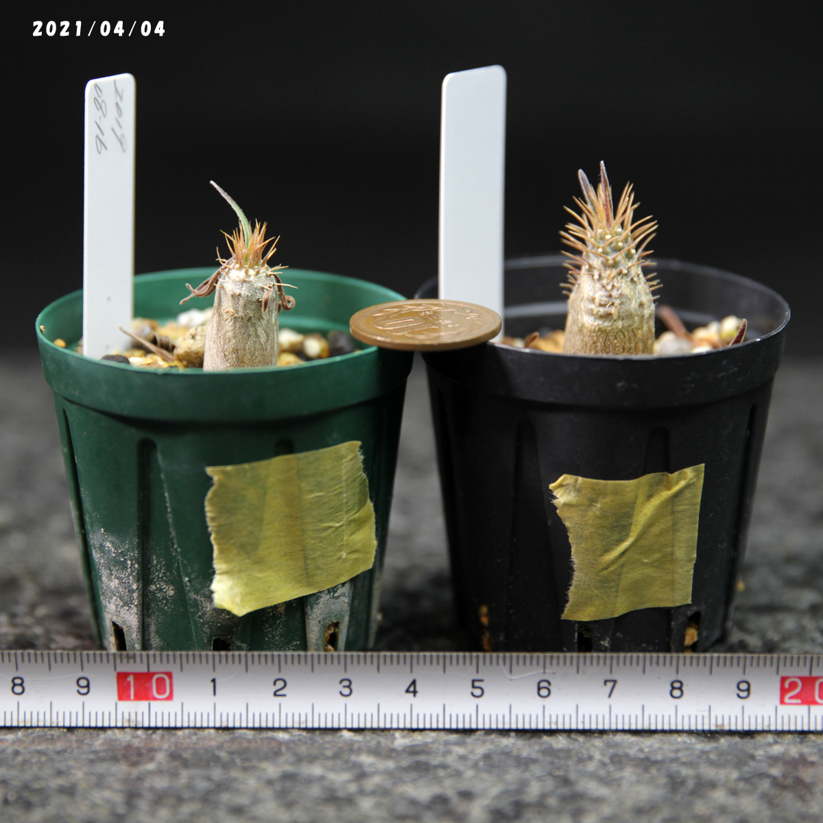 【正規品，低価】 パキポディウム グラキリス ２本 実生苗 Pachypodium gracilius(観葉植物)｜売買されたオークション情報、yahooの商品情報をアーカイブ公開 - オークファン その他