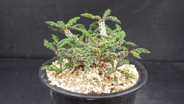 多肉植物 ユーフォルビア デカリー ちび花キリン 巨大株 2 サボテン 売買されたオークション情報 Yahooの商品情報をアーカイブ公開 オークファン Aucfan Com