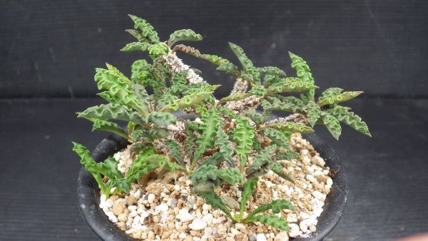 多肉植物 ユーフォルビア デカリー ちび花キリン 巨大株 2 サボテン 売買されたオークション情報 Yahooの商品情報をアーカイブ公開 オークファン Aucfan Com