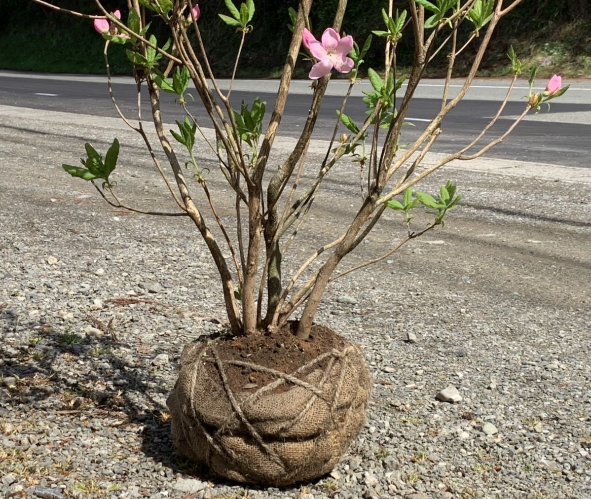 クロフネツツジ／くろふねつつじ／黒船躑躅 - 【送料無料】 クロフネ