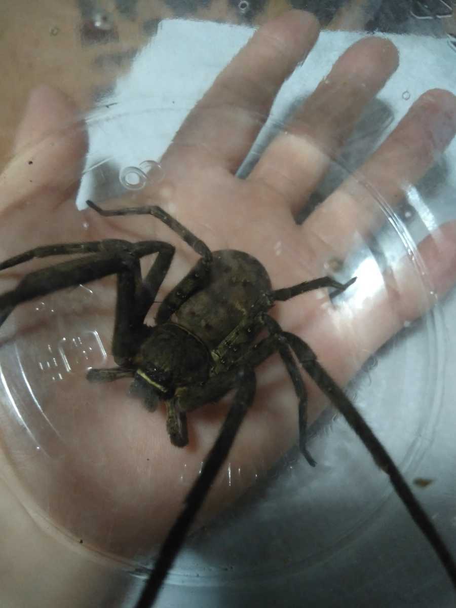 宮崎県産 アシダカグモ軍曹 1匹 特大サイズ 極太 ゴキブリ退治に大活躍してくれます アシダカクモ 蜘蛛 大きなくも 虫類 売買されたオークション情報 Yahooの商品情報をアーカイブ公開 オークファン Aucfan Com