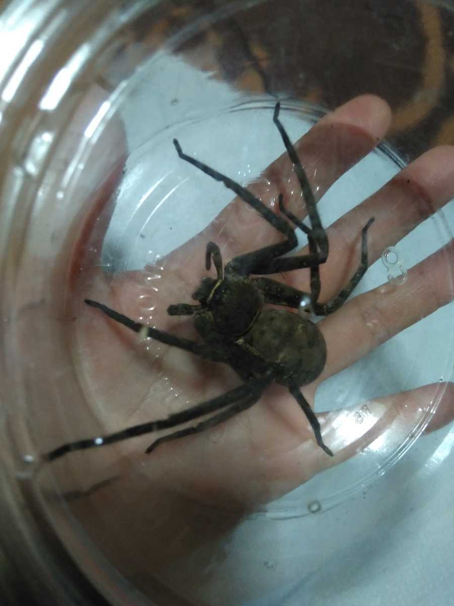 宮崎県産 アシダカグモ軍曹 1匹 特大サイズ 極太 ゴキブリ退治に大活躍してくれます アシダカクモ 蜘蛛 大きなくも 虫類 売買されたオークション情報 Yahooの商品情報をアーカイブ公開 オークファン Aucfan Com