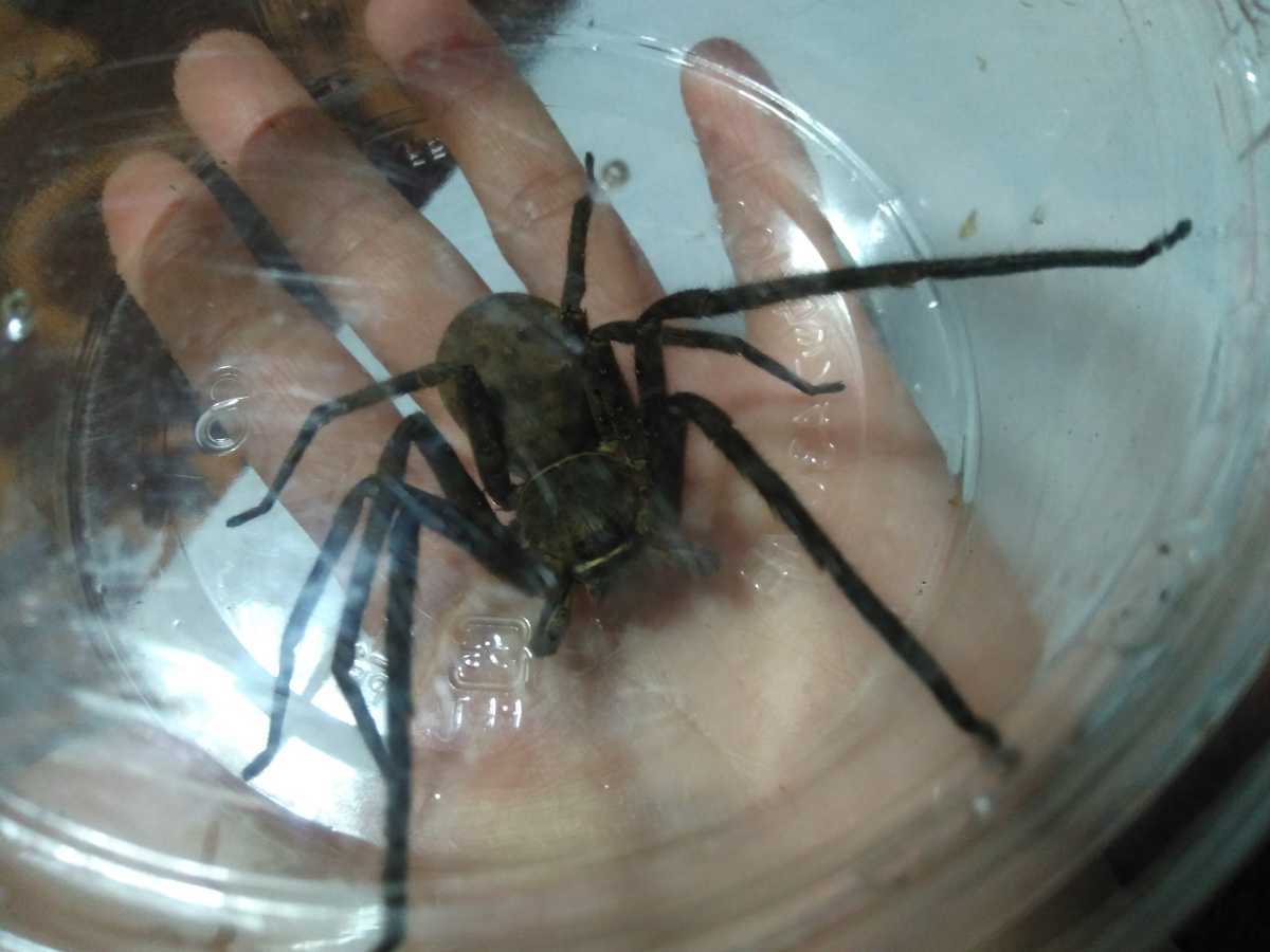 宮崎県産 アシダカグモ軍曹 1匹 特大サイズ 極太 ゴキブリ退治に大活躍してくれます アシダカクモ 蜘蛛 大きなくも 虫類 売買されたオークション情報 Yahooの商品情報をアーカイブ公開 オークファン Aucfan Com