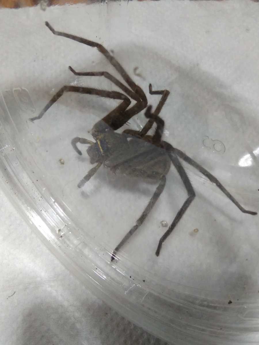 宮崎県産 アシダカグモ軍曹 1匹 特大サイズ 極太 ゴキブリ退治に大活躍してくれます アシダカクモ 蜘蛛 大きなくも 虫類 売買されたオークション情報 Yahooの商品情報をアーカイブ公開 オークファン Aucfan Com