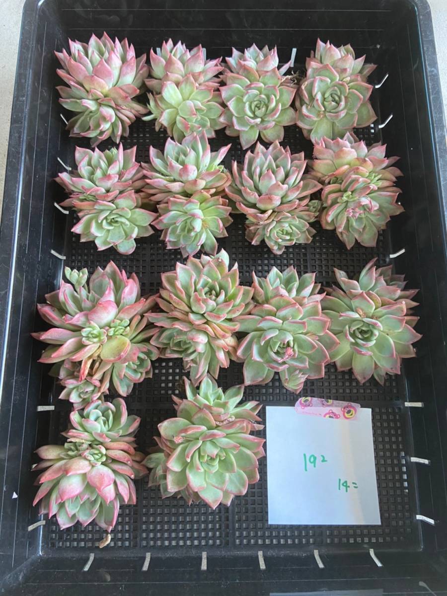 韓国多肉植物 韓国苗 エケベリア Echeveria 31-192プロリディティ14個