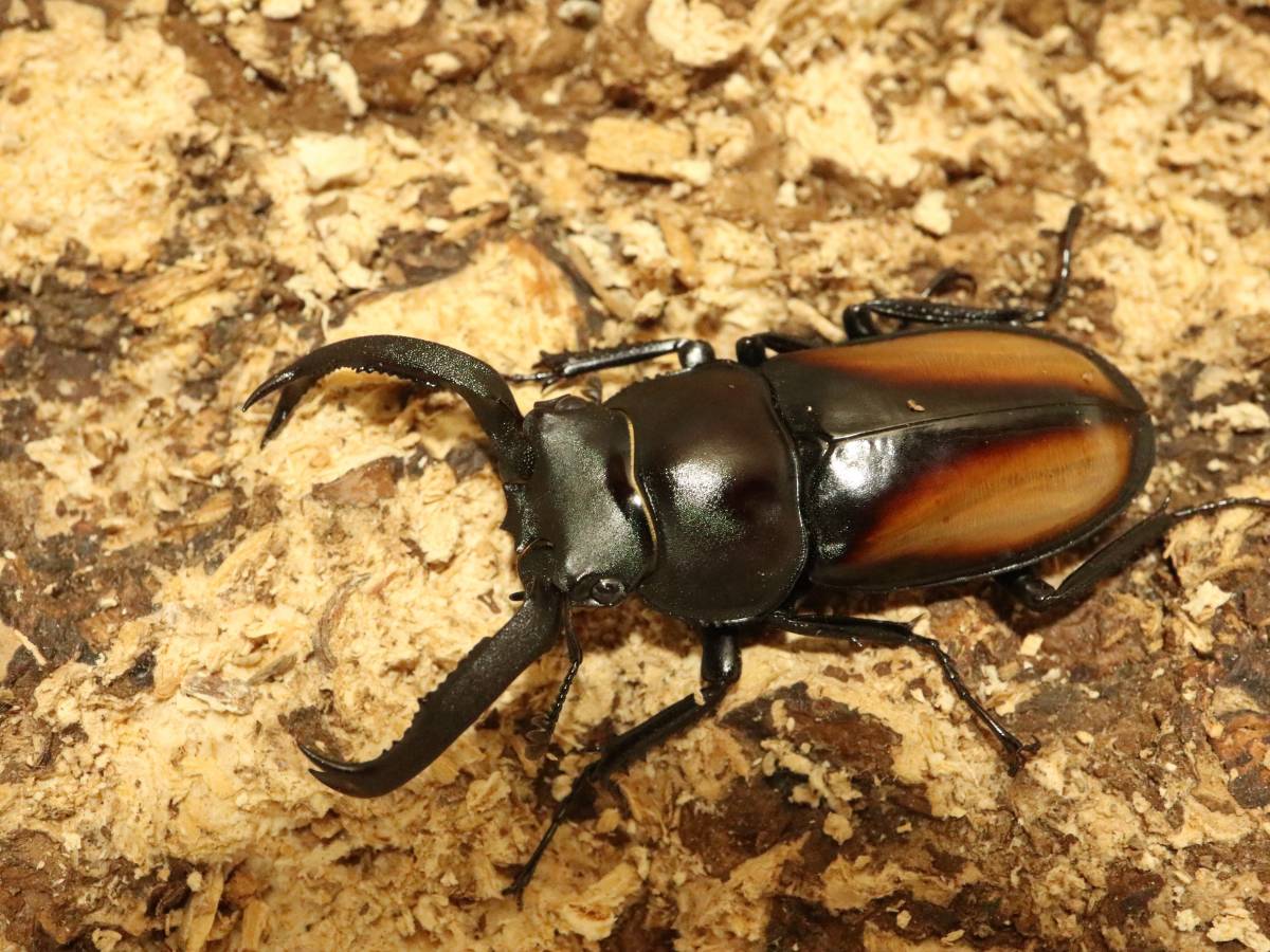 ツツイ シカクワガタ ペア - INSECT ULTIMA WDラオス産ツツイシカ