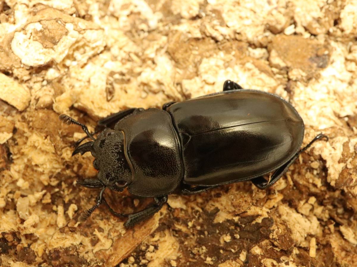ツツイ シカクワガタ ペア - INSECT ULTIMA WDラオス産ツツイシカ