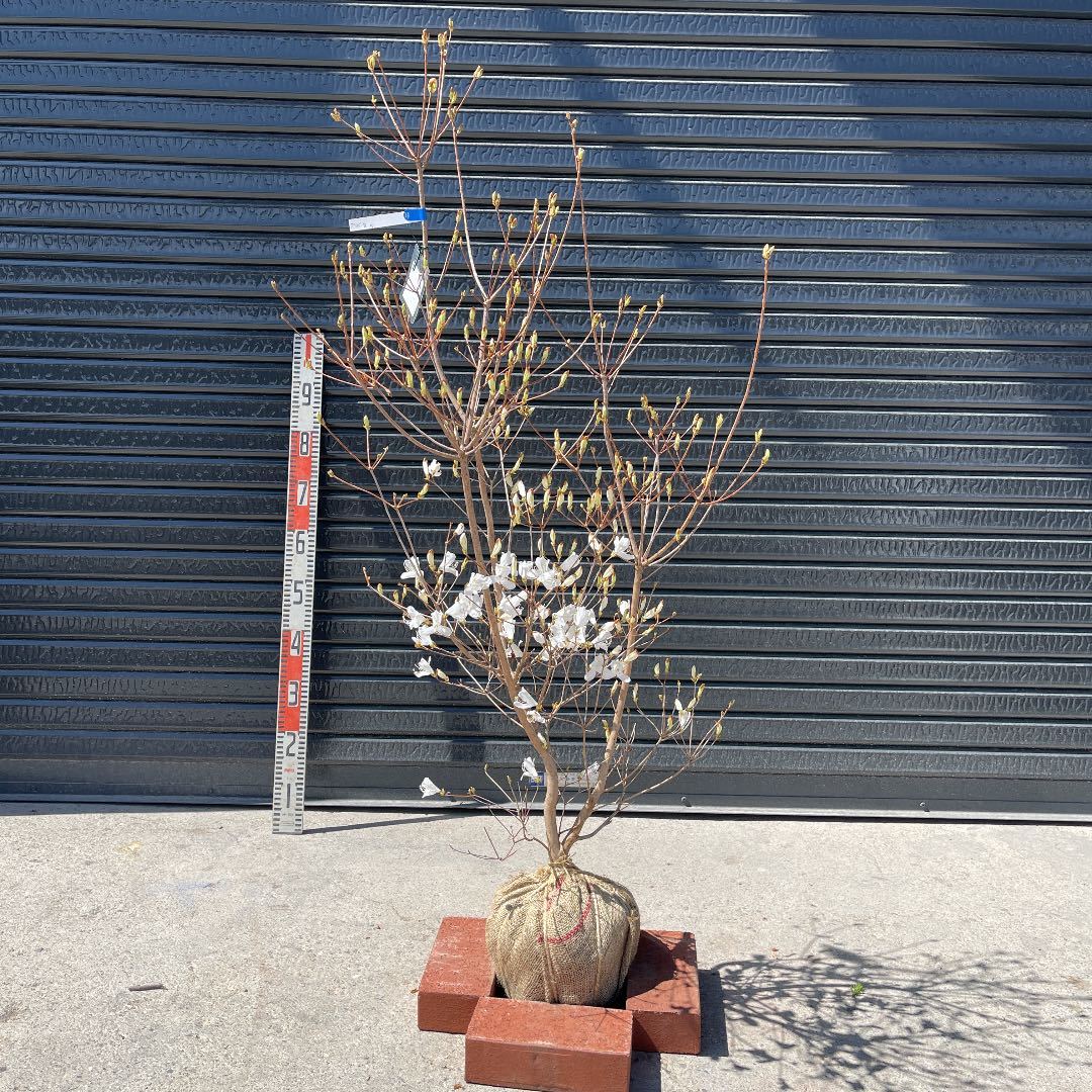 白花 ミツバツツジ 白花ミツバツツジ 根巻き大苗 フラワー