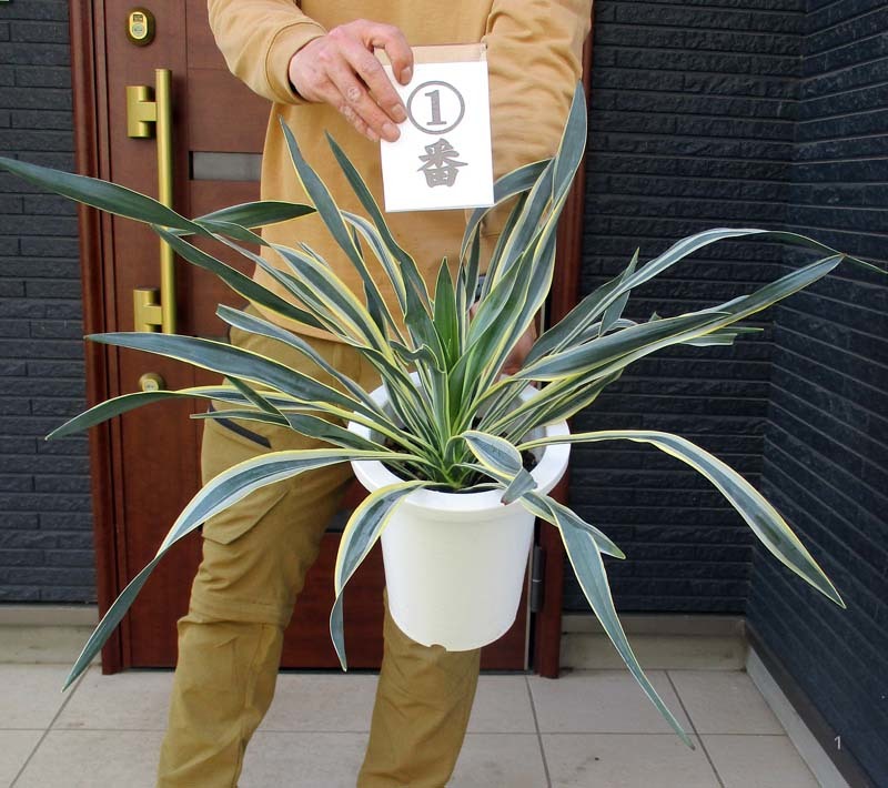 ⑤希少種ユッカ グロリオサ 極上散り斑 斑入りキミガヨラン