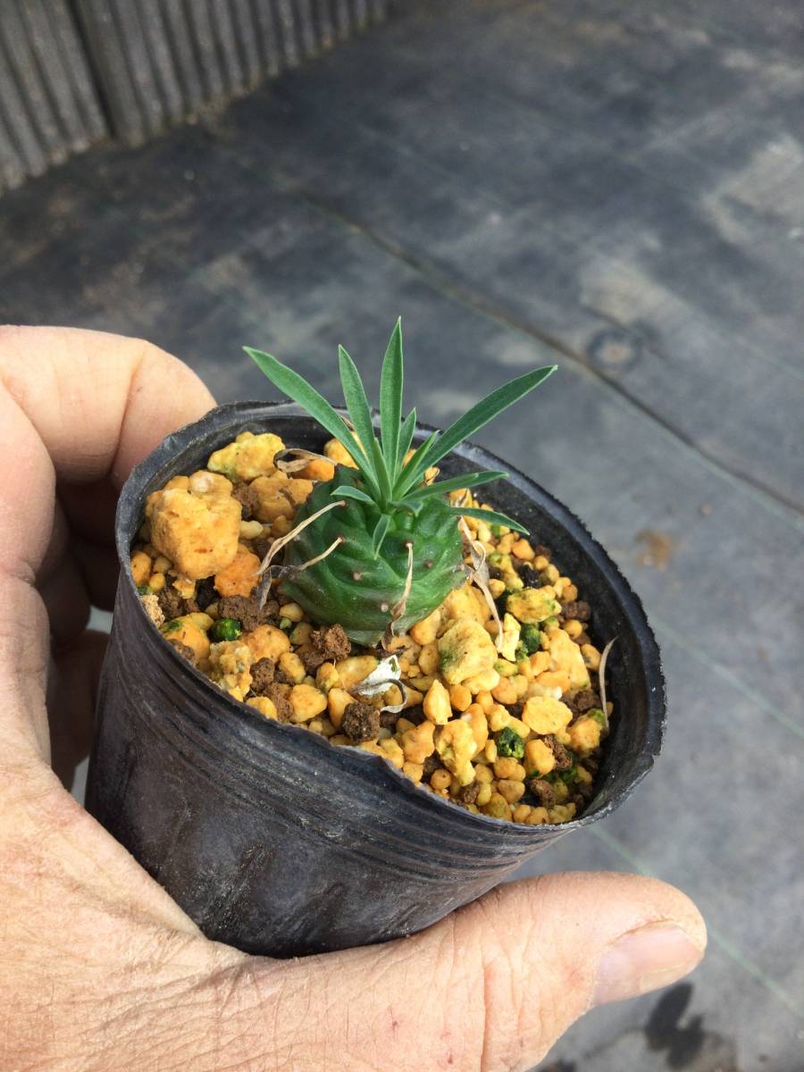 ユーフォルビア オベサ鉄甲 (オベサ × 鉄甲丸) - M's plants