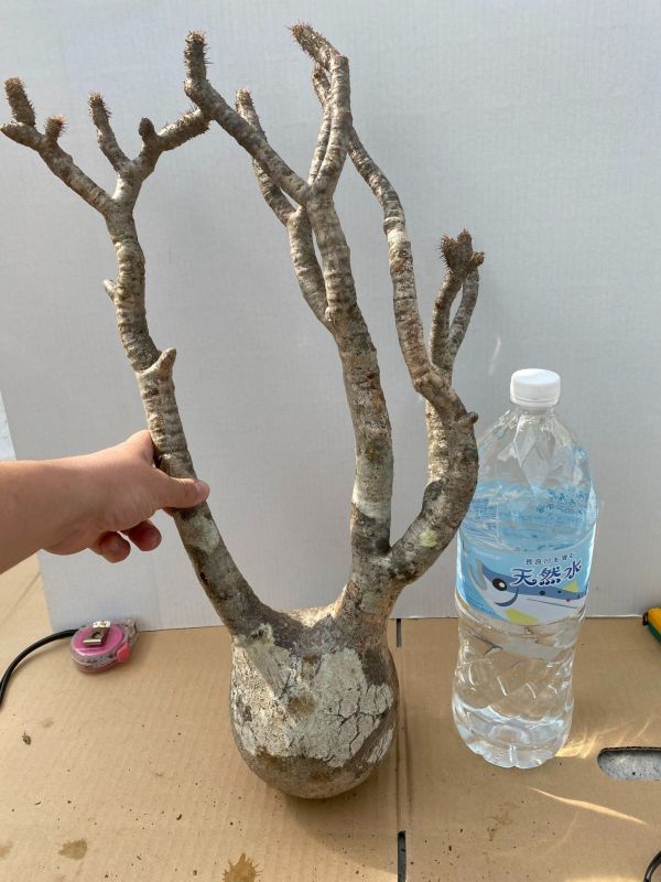 チ22 【塊根植物・現地株】パキポディウム グラキリス 特大【最新到着