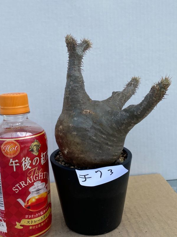 チ73 【塊根植物・現地株】パキポディウム グラキリス【硬さ復活・マダガスカル・未発根・Pachypodium gracilius】