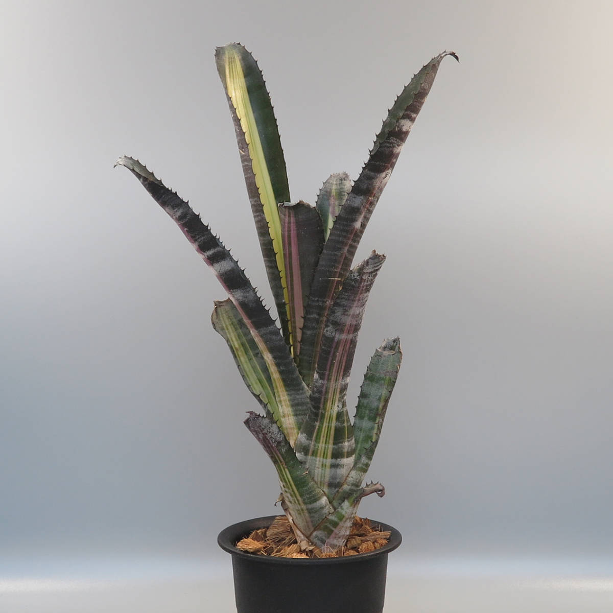 2. エクメア ☆ Aechmea 'Roberto Menescal' ☆ タンクブロメリア