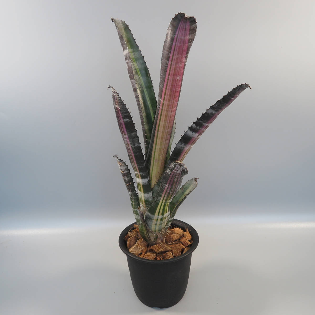 2. エクメア ☆ Aechmea 'Roberto Menescal' ☆ タンクブロメリア