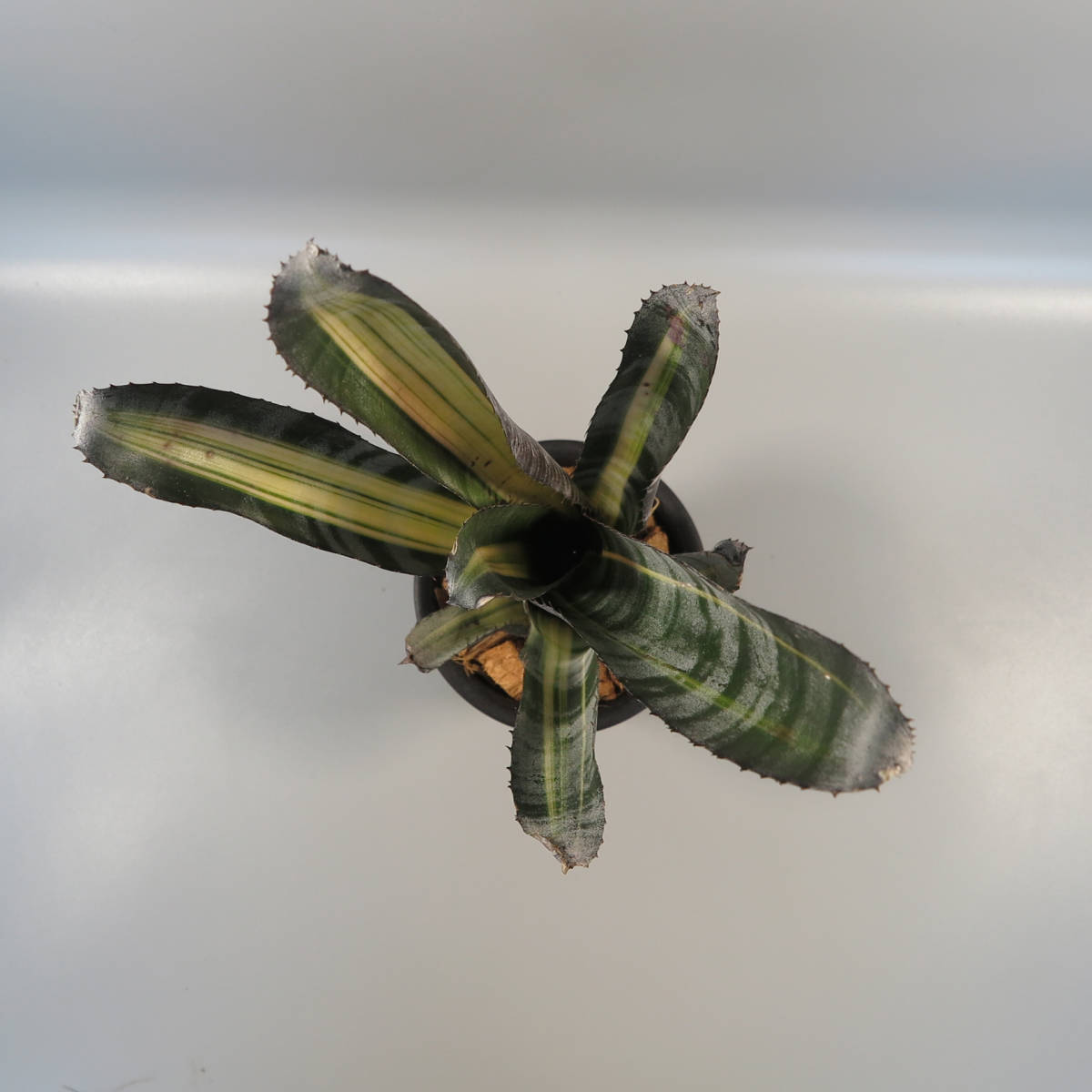 2. エクメア ☆ Aechmea 'Roberto Menescal' ☆ タンクブロメリア
