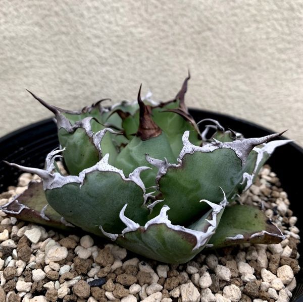 アガベ チタノタ 白鯨/Agave titanota 'White Whale' 【公式通販】