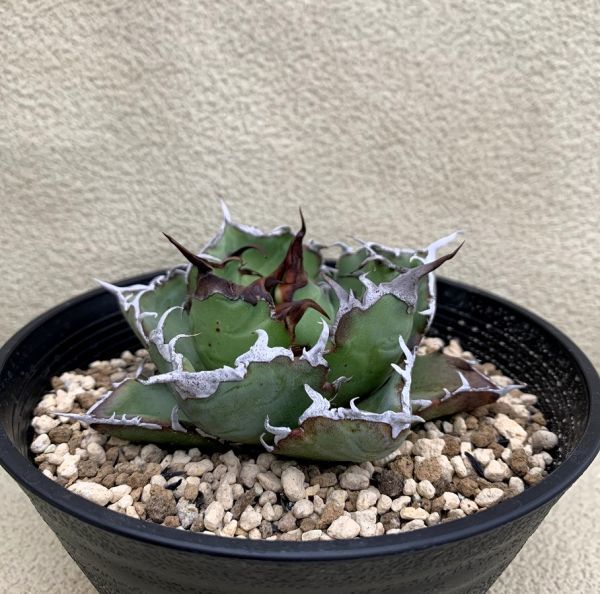 アガベ チタノタ 白鯨/Agave titanota 'White Whale'