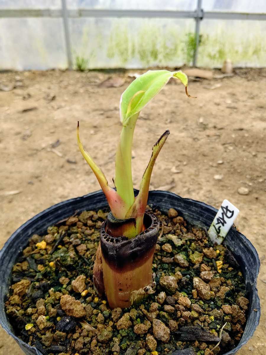 ドワーフナムワ バナナ苗